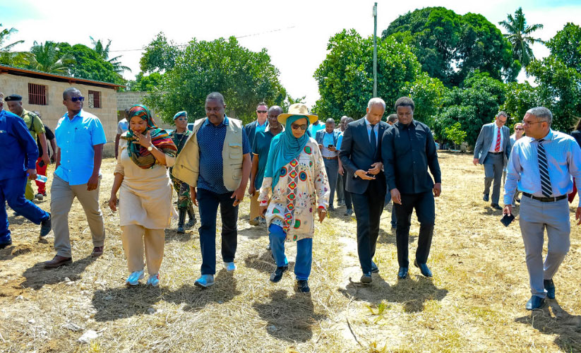 Tropical Mango Seedling