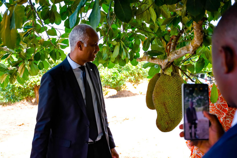 Fruit Plant from Nursery