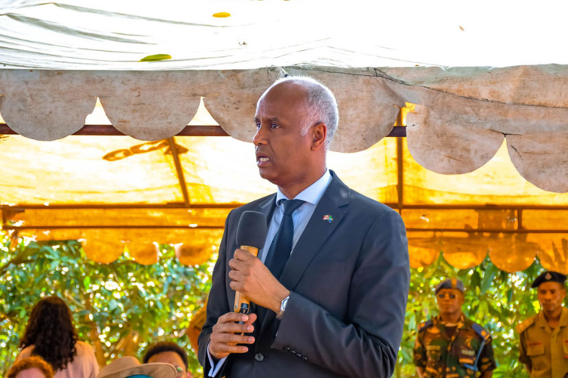 Healthy Mango Sapling