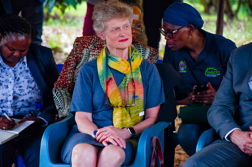 Young Mango Plant Nursery